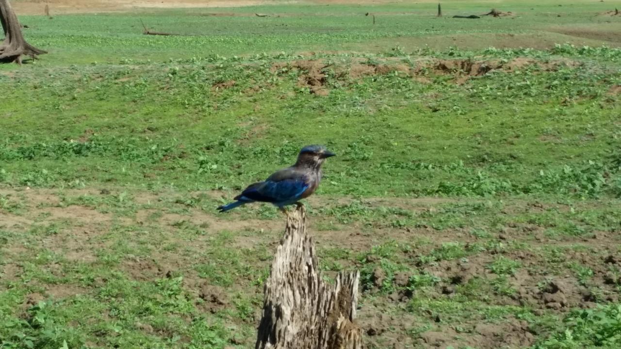 Peacock Riverside Удавалаве Экстерьер фото