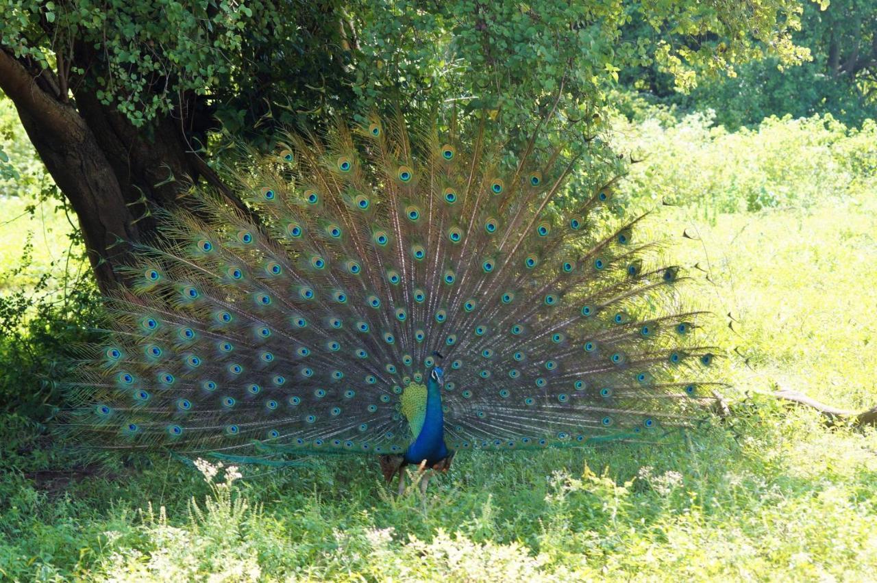 Peacock Riverside Удавалаве Экстерьер фото