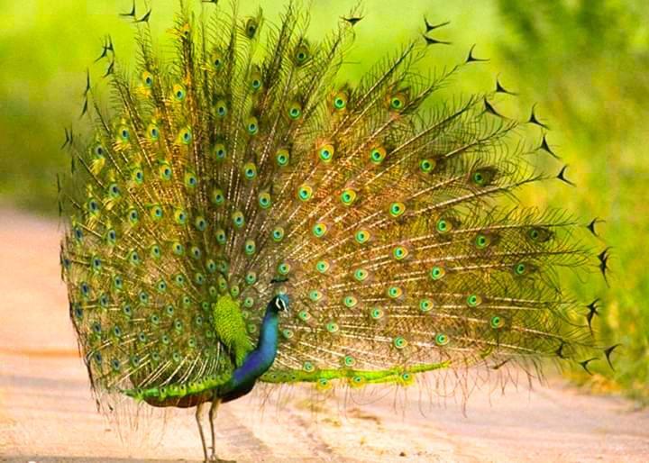 Peacock Riverside Удавалаве Экстерьер фото